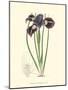 Elegant Iris II-Samuel Curtis-Mounted Art Print