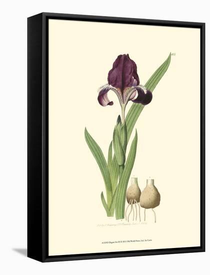 Elegant Iris III-Samuel Curtis-Framed Stretched Canvas