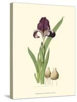 Elegant Iris III-Samuel Curtis-Stretched Canvas