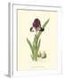 Elegant Iris III-Samuel Curtis-Framed Art Print