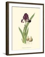 Elegant Iris III-Samuel Curtis-Framed Art Print