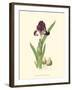 Elegant Iris III-Samuel Curtis-Framed Art Print