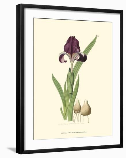 Elegant Iris III-Samuel Curtis-Framed Art Print