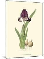 Elegant Iris III-Samuel Curtis-Mounted Art Print