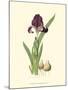 Elegant Iris III-Samuel Curtis-Mounted Art Print