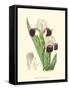 Elegant Iris IV-Samuel Curtis-Framed Stretched Canvas