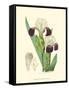 Elegant Iris IV-Samuel Curtis-Framed Stretched Canvas