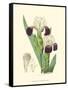 Elegant Iris IV-Samuel Curtis-Framed Stretched Canvas