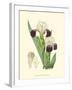 Elegant Iris IV-Samuel Curtis-Framed Art Print