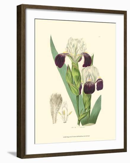 Elegant Iris IV-Samuel Curtis-Framed Art Print