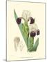 Elegant Iris IV-Samuel Curtis-Mounted Art Print