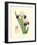 Elegant Iris IV-Samuel Curtis-Framed Art Print