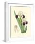 Elegant Iris IV-Samuel Curtis-Framed Art Print