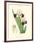 Elegant Iris IV-Samuel Curtis-Framed Art Print