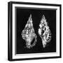 Elegant Negative I-N. Harbick-Framed Art Print