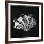 Elegant Negative III-N. Harbick-Framed Art Print