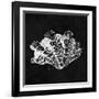 Elegant Negative III-N. Harbick-Framed Art Print