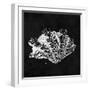 Elegant Negative III-N. Harbick-Framed Art Print