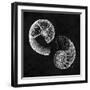 Elegant Negative IV-N. Harbick-Framed Art Print