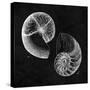 Elegant Negative IV-N. Harbick-Stretched Canvas