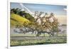 Elegant Oak and Mist, Petaluma Trees, Sonoma County, Bay Area-Vincent James-Framed Photographic Print