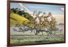 Elegant Oak and Mist, Petaluma Trees, Sonoma County, Bay Area-Vincent James-Framed Photographic Print