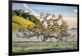 Elegant Oak and Mist, Petaluma Trees, Sonoma County, Bay Area-Vincent James-Framed Photographic Print