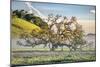 Elegant Oak and Mist, Petaluma Trees, Sonoma County, Bay Area-Vincent James-Mounted Photographic Print