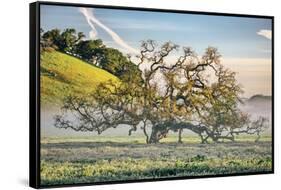 Elegant Oak and Mist, Petaluma Trees, Sonoma County, Bay Area-Vincent James-Framed Stretched Canvas