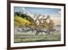 Elegant Oak and Mist, Petaluma Trees, Sonoma County, Bay Area-Vincent James-Framed Photographic Print