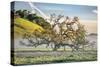 Elegant Oak and Mist, Petaluma Trees, Sonoma County, Bay Area-Vincent James-Stretched Canvas