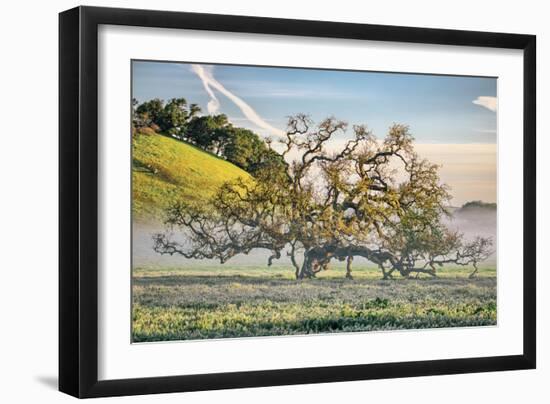 Elegant Oak and Mist, Petaluma Trees, Sonoma County, Bay Area-Vincent James-Framed Premium Photographic Print