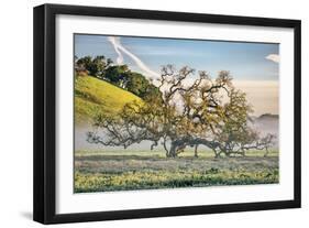 Elegant Oak and Mist, Petaluma Trees, Sonoma County, Bay Area-Vincent James-Framed Premium Photographic Print