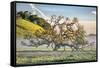 Elegant Oak and Mist, Petaluma Trees, Sonoma County, Bay Area-Vincent James-Framed Stretched Canvas