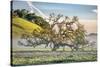 Elegant Oak and Mist, Petaluma Trees, Sonoma County, Bay Area-Vincent James-Stretched Canvas