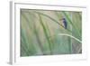 Elegant Pause-Staffan Widstrand-Framed Giclee Print