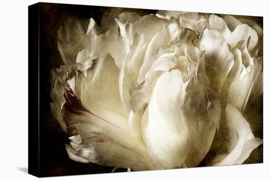 Elegant Peony I-Christine Zalewski-Stretched Canvas