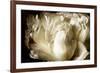 Elegant Peony I-Christine Zalewski-Framed Art Print