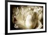 Elegant Peony I-Christine Zalewski-Framed Art Print