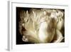 Elegant Peony I-Christine Zalewski-Framed Art Print