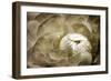 Elegant Peony II-Christine Zalewski-Framed Premium Giclee Print