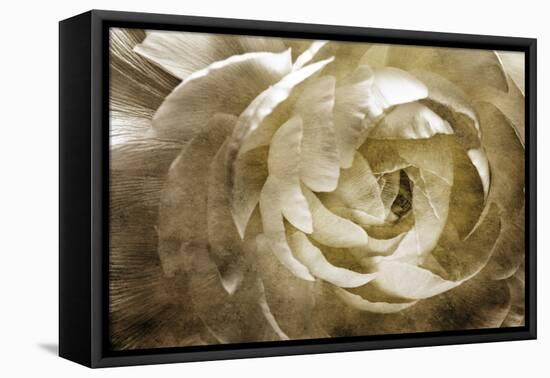 Elegant Peony III-Christine Zalewski-Framed Stretched Canvas