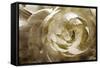 Elegant Peony III-Christine Zalewski-Framed Stretched Canvas