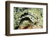 Elegant Phyllidia-Hal Beral-Framed Photographic Print