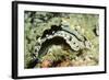 Elegant Phyllidia-Hal Beral-Framed Photographic Print