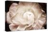 Elegant Ranunculus I-Christine Zalewski-Stretched Canvas