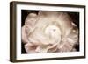 Elegant Ranunculus I-Christine Zalewski-Framed Premium Giclee Print