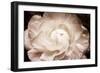 Elegant Ranunculus I-Christine Zalewski-Framed Premium Giclee Print