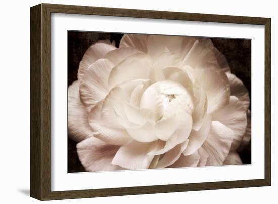 Elegant Ranunculus I-Christine Zalewski-Framed Art Print