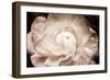 Elegant Ranunculus I-Christine Zalewski-Framed Art Print